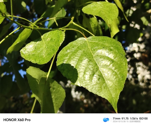 600mAh史上最大青海湖电池 续航一骑绝尘龙8国际龙8网站荣耀X60 Pro上手：6(图7)